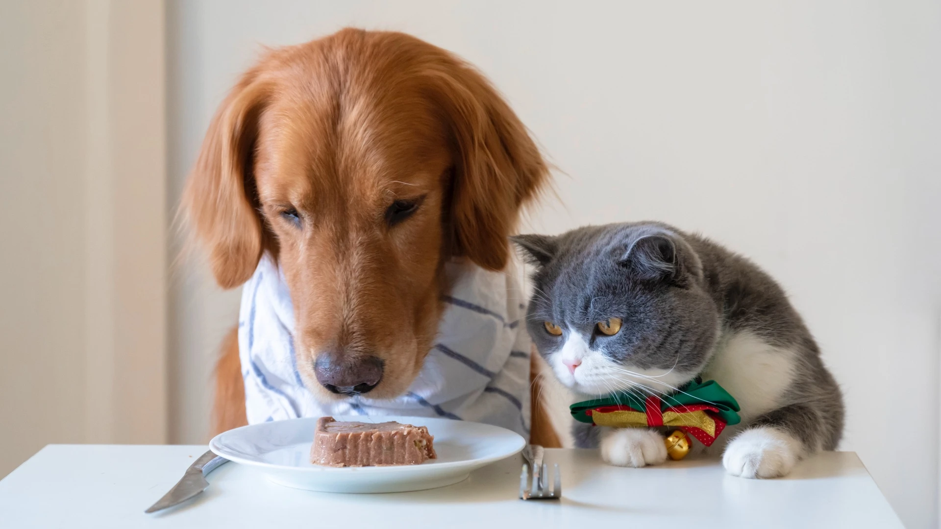 Wet Food