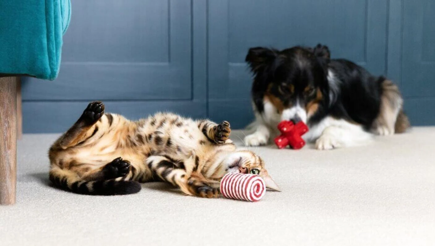 Pet Toys & Play