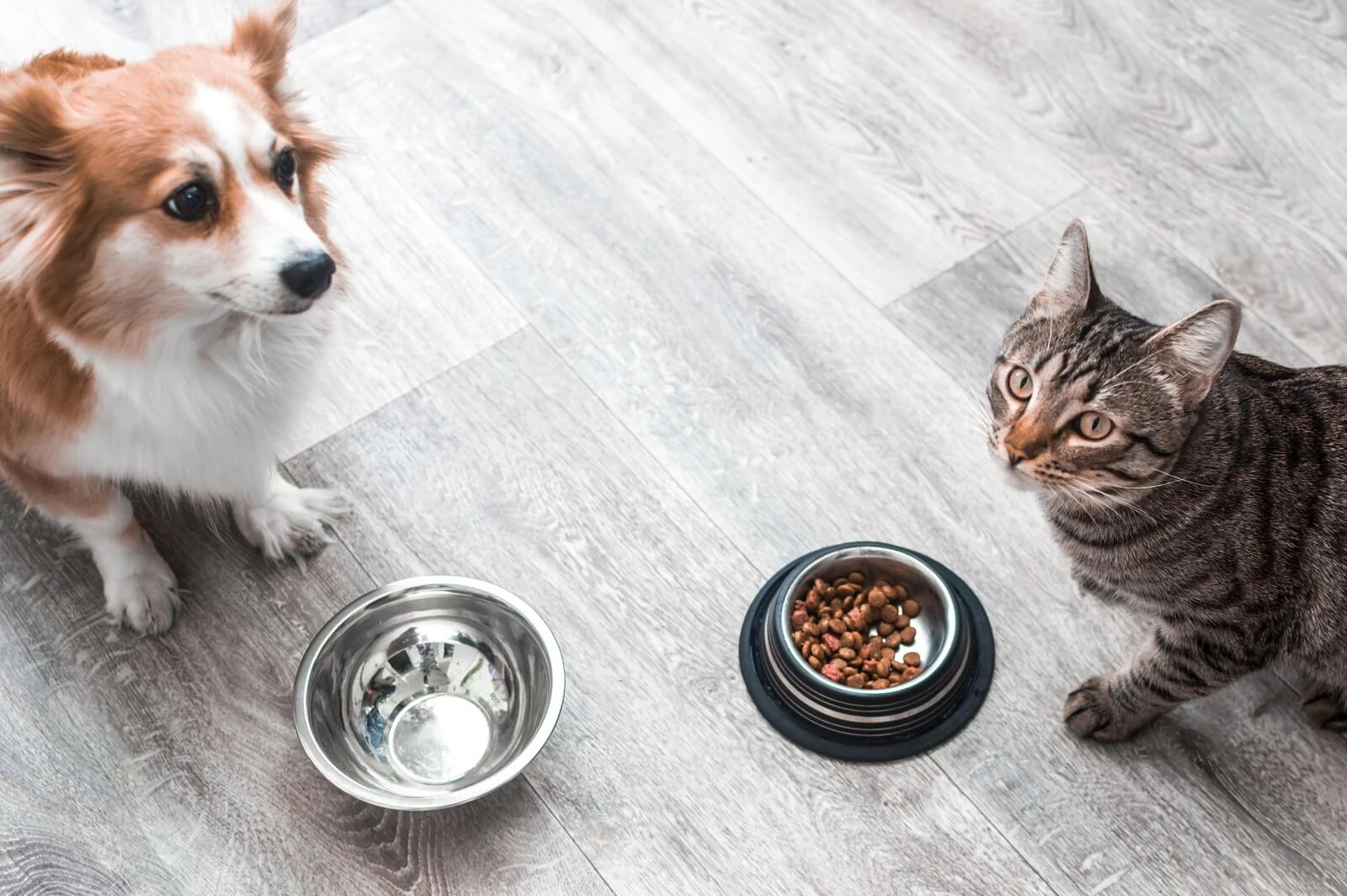 Pet Food & Treats